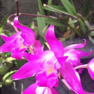 Meet your Posher, Leticia